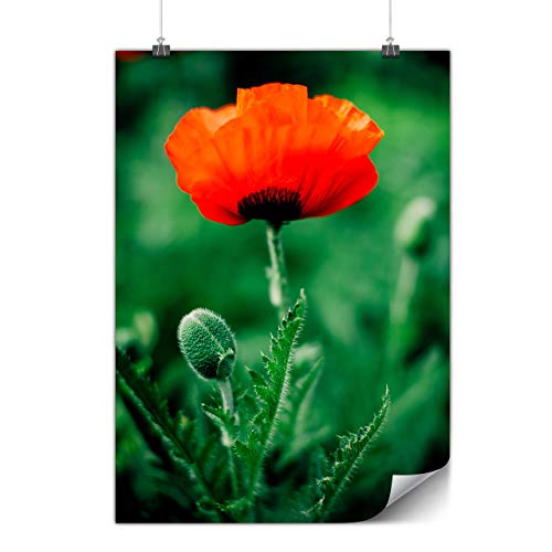 Wellcoda rot Blume Wild Natur Plakat Natur A1 (84cm x 60cm) Mattes schweres Papier, Ideal für die Gestaltung, Einfach zu hängen Kunst von Wellcoda