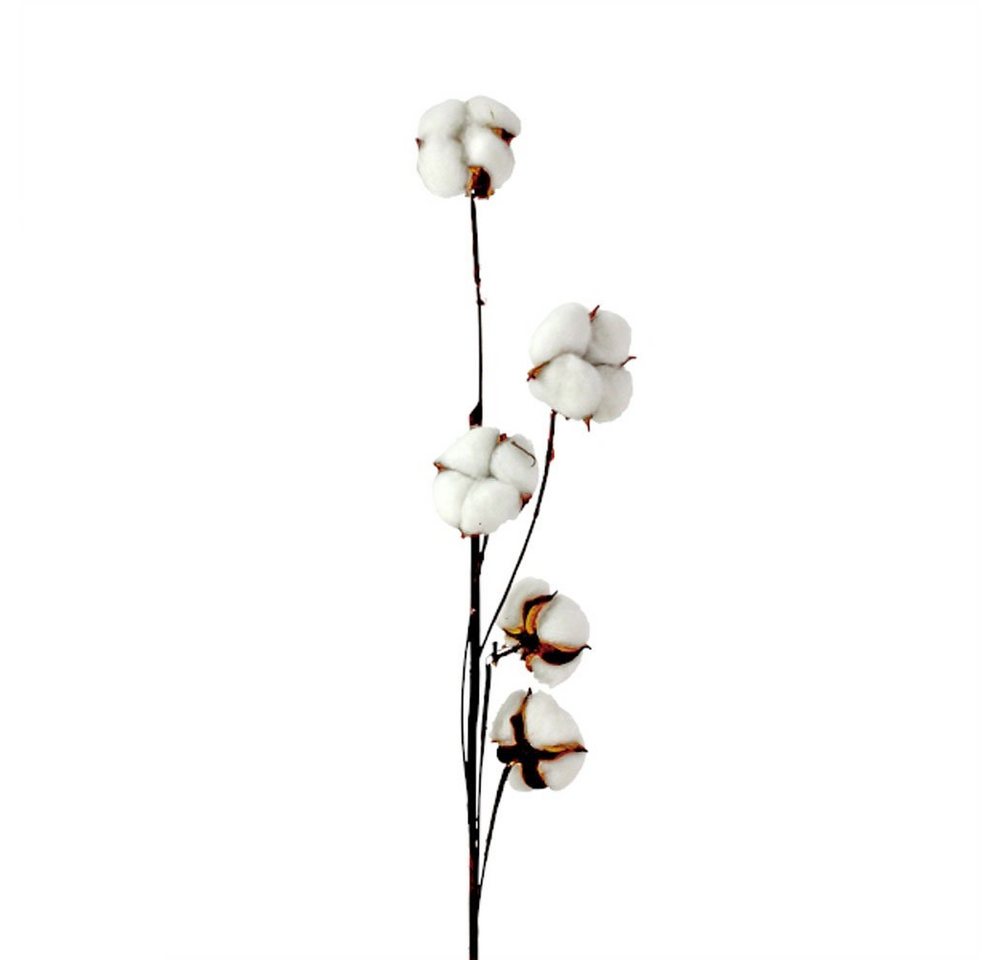Kunstzweig Dekozweig COTTON braun weiß Baumwollzweig mit 5 Blüten L79cm Kunstpflanze, Werner Voß von Werner Voß