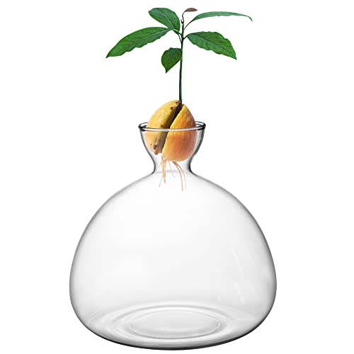 Werwing Avocado-Vase, moderner Hydrokultur-Glas-Pflanzgefäß für Avocado-Samenwachstum, handgefertigt, hochwertiges Borosilikatglas, Innendekoration, kompaktes Design für Zuhause und Büro (groß) von Werwing