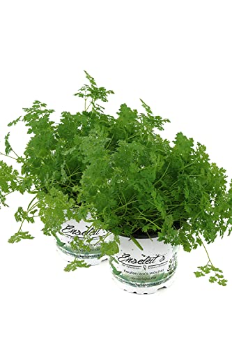 2 Kerbel Pflanzen, Anthriscus cerefolium Pflanze, frischer Kerbel von Weseler Kräuterparadies