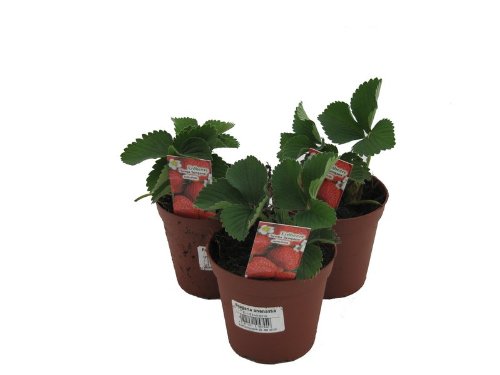 3 Pflanzen Senga Sengana, Erdbeere, Erdbeerpflanze im 9cm Topf von Weseler Kräuterparadies