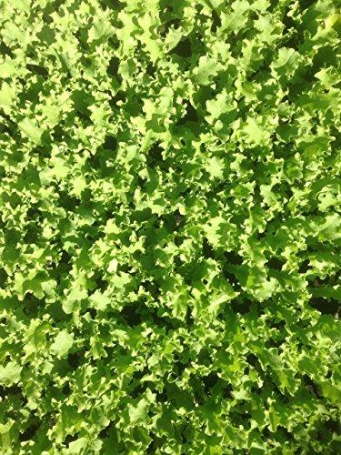 Französischer Endiviensalat im 10 er Set, Krauser Endiviensalat, Marktfrisch von Weseler Kräuterparadies