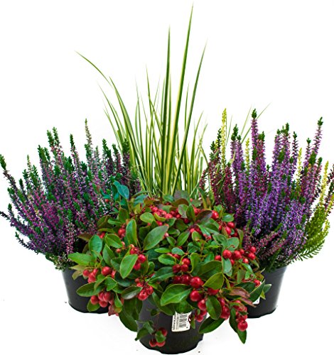 Herbst Blumen Set Nr.6 Calluna vulgaris Trios Milka & Wildbeery, Scheinbeere & Gras grün/weiss Herbst Blumen Set Nr.6 Calluna vulgaris Trios Milka & Wildbeery, Scheinbeere & Gras grün/weiss von Weseler Kräuterparadies