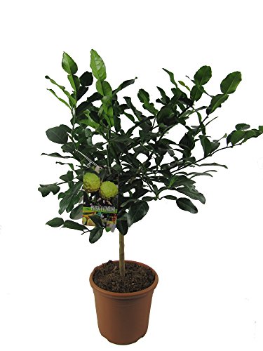 Kaffir Limette - Kaffir Limettenbaum ca. 70 cm Gärtnerqualität von Weseler Kräuterparadies