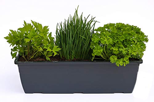 Kräuterkasten für "Salate & Suppen" 40cm Anthrazitkasten mit je 1er Kräuter Pflanze: Liebstöckel, Schnittlauch & Petersilie von Weseler Kräuterparadies