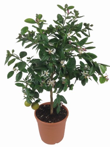Limettenbaum - Lima Verde, Caipirinha Limette 70-80cm! von Weseler Kräuterparadies