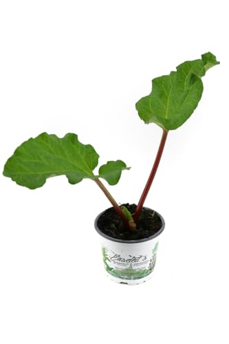 Rhabarber Pflanze im 12 cm Topf, Aus nachhaltigem Anbau direkt aus der Gärtnerei Enseleit von WESELER KRÄUTERPARADIES - GÄRTNEREI ENSELEIT
