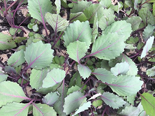 Rotkohl, Rotkohl Pflanzen im 10er Set von Weseler Kräuterparadies