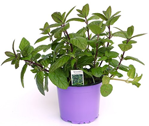 Spearmint Minze, frische Minze Pflanze aus der Gärtnerei Enseleit von Weseler Kräuterparadies