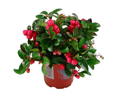 Wango Scheinbeere, Gaultheria procumbens, winterhart von Weseler Kräuterparadies