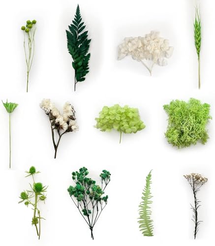 Whakano 1 Kisten Natürliche Getrocknete Blumen,Trockenblumen Set,DIY Gepresste Blumen,Trockenblumen zum basteln für Kunst DIY Harz Scrapbooking Handwerk Karten Machen Tischdeko Gesteck,Grün D von Whakano