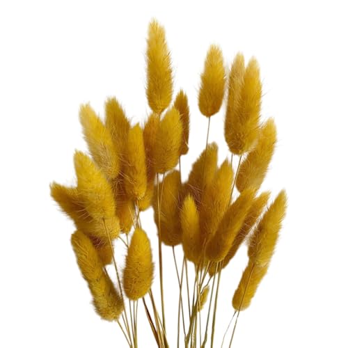 Whakano 50 Pcs Getrocknetes Pampasgras,Natürliche Trockenblumen Blumenstrauß Deko,Boho Tischdeko,Wiederverwendbar für Hochzeit Hause Party Büro Fotografie Wohnzimmer Vase Deko,Dunkelgelb von Whakano