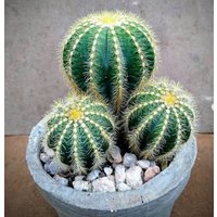 Ballonkaktus - Notocactus Magnificus Seltene "Kaktus'samen Puderquaste Kaktus, Gelb-Grün, Ballonnadelkissen, Nadelkissenkaktus von WhimsyWonderSeeds