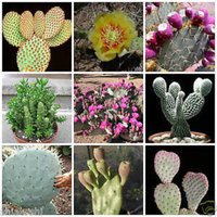 Feigenkaktus Mix - Opuntia Mix Rare "Cactus' Samen Feigenkaktus, Weiss-Rosa, Dornige Variety Cactus Mix, Kaktus Medley von WhimsyWonderSeeds