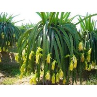 Gelber Drachenfrucht Kaktus - Hylocereus Megalanthus Seltene "Kaktus' Samen Pitaya, Grün-Gelb, Selenicereus Megalanthus, Gelbe Pitahaya von WhimsyWonderSeeds