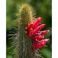 Geschlossener Kaktus - Cleistocactus Candelilla Seltene Kaktussamen Nadelkissenkaktus, Rot-Grün, Rothaariger Ire, Cactaceae, Igelkaktus von WhimsyWonderSeeds