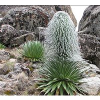 Haariger Mann Kaktus - Lobelia Telekii Seltene "Kaktus' Samen Old Man Cactus, Grün-Weiß, Cephalocereus Senilis, Alpine Lobelia, Riesengrind von WhimsyWonderSeeds