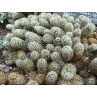 Ladyfinger Kaktus - Mammillaria Elongata Seltene "Kaktus' Samen Echinocactus Horizontthalonius, Weiß-Grün, Pferdekrüppel, Teufelszunge von WhimsyWonderSeeds