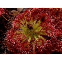 Pygmäen Sonnentau - Drosera Nitidula Seltene "Fleischfressende' Samen Pygmaea, Rotgelb, Zwerg Sonnentau, Scorpioides von WhimsyWonderSeeds