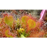 Rundblättriger Sonnentau - Drosera Rotundifolia Seltene "Fleischfressende' Samen Löffelblättriger Sonnentau, Rot-Gelb, Zwerg Droseraceae von WhimsyWonderSeeds