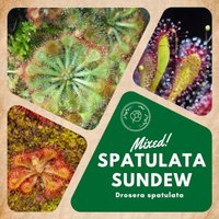 Spatulata Sonnentau Mix - Drosera Spatulata "Mixed' Seltene "Fleischfressende' Samen Kap-Sonnentau, Grün-Gelb, Drosera von WhimsyWonderSeeds