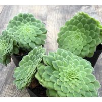 Tellerpflanze - Aeonium Tabuliforme Seltene "Sukkulente' Samen Riesen Elefantenohr, Grün-Gelb, Elefantenohrpflanze, Alocasia Makrorrhiza von WhimsyWonderSeeds