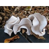 Aquarium Und Fisch Tank Dekor - Weiße Keramik Gewellte Blätter Made To Order Vivarium Dekoration 3Er Set Unglasiert Reptilien von WhiteCitrus