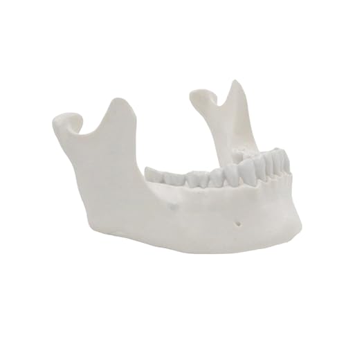 1: 1 Erwachsener Unterkiefermodell Unterkiefer Modell 16 Zähne Unterkiefer Anatomie Minderwertiges Oberkiefer Anatomischer Werkzeug Für Wissenschaft Erwachsener Unterkiefer Knochenmodell Unterkiefer 1: 1 Erwachsener Unterkiefermodell Unterkiefer Modell 16 Zähne Unterkiefer Anatomie Minderwertiges Oberkiefer Anatomischer Werkzeug Für Wissenschaft Erwachsener Unterkiefer Knochenmodell Unterkiefer von Whltzf