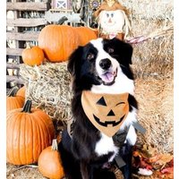 Halloween Hundehalstuch - Kürbis Jack O Lantern Hundekostüm Whoa Dog E von WhoaDogE