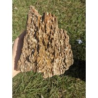 1.8lbs, Cooles Fossil? Versteinertes Holz Mit Lotsa Druzy Sparkle Aus Alabama von WholesaleRocksDotBIZ