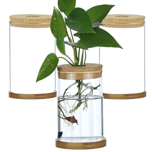 Whyzsjnclg Plant -Terrarium 3pcs Transparent Deckel Plant Propagation Station mit Tabletthydroponic DIY -Ausbreitungsgläser für Home Office -Desktop, geradlinige Propagationsstationen von Whyzsjnclg