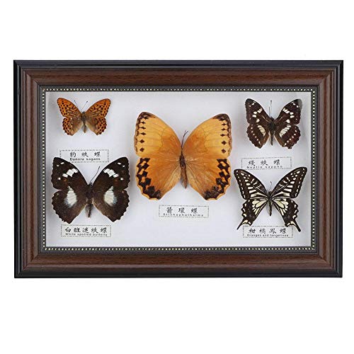 Wifehelper Exquisite Schmetterlinge Insekt Probe Handgemachtes für Freunde zu Hause Schmücken Ornament Schmetterling Wandkunst(Schwarz) von Wifehelper