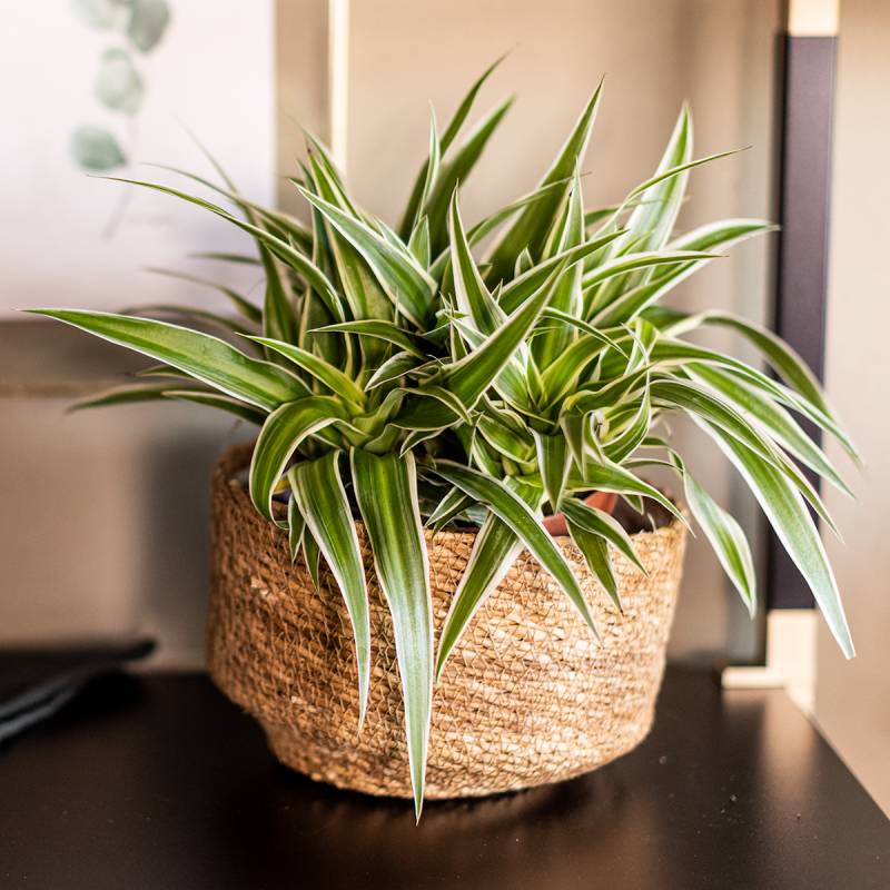 Wikholm form Design Pflanzgefäß / Blumentopf Jute ⌀ 23 x H 15 cm von Wikholm Form