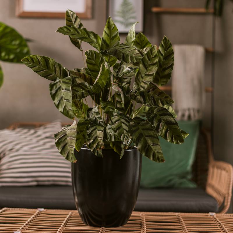 Wikholm form Design Pflanzgefäß / Blumentopf schwarz ⌀ 26 x H 27 cm von Wikholm Form