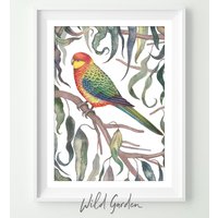 Western Rosella - Kunstdruck, Kunstwerk, Wanddekoration von WildGardenAustralia