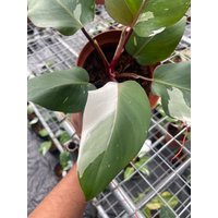 Seltene Philodendron Tri Farbe Weiß Ritter Halbmond | Genaue Bilder von WildGardenCrafts