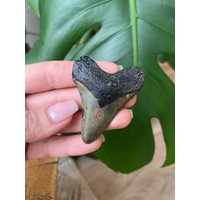 Echter Megaladon-Haizahn Aus South Carolina von WildandFreePeople