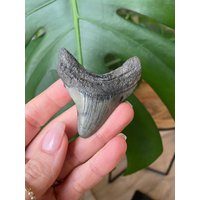 Echter Megaladon-Haizahn Aus South Carolina von WildandFreePeople