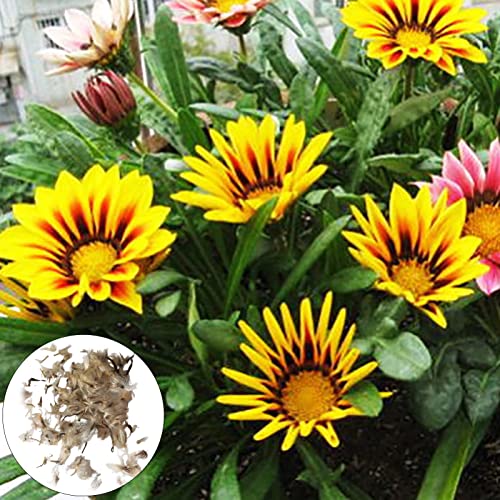 100 Stück/Beutel Gazania Rigens Samen voller Vitalität, hohe Keimung, produktive Bonsai, dekorativer Schatz, Blumensamen Perfekt für Garten, Hof, Hof, Park, Terrasse Multicolor von Wilitto