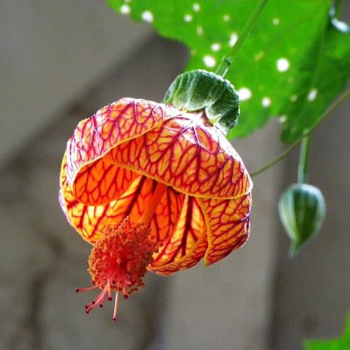 100 Stück Abutilon Pictum Blumensamen Bonsai Pflanze Hausgarten Hof Balkon Dekor Getreidesamen, Farnsamen, Blumensamen, Obstsamen, Grassamen, Baumsamen Abutilon Pictum-Samen von Wilitto