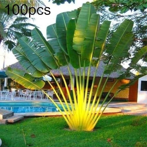 100 Stück Ravenala Madagascariensis Samen Mehrjährige Pflanze Garten Hof Dach Dekor Getreidesamen, Farnsamen, Blumensamen, Obstsamen, Grassamen, Baumsamen Ravenala Madagascariensis-Samen 100pcs von Wilitto