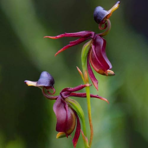 100 Stück fliegende Ente, Orchideen-Blumensamen, Garten, Hof, Heimpflanze, DIY-Bonsai-Dekor, Blumensamen, Obstsamen, Grassamen, Kräutersamen, Sprossensamen, Baumsamen, Gemüsesamen Flying Duck Orch von Wilitto