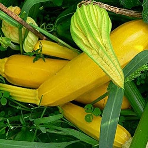 100 Stück gelbe Zucchini-Samen, Garten, Hof, Bonsai, gentechnikfrei, Kürbis-Gemüsepflanzen, Kakteensamen, Getreidesamen, Farnsamen, Blumensamen, Obstsamen, Baumsamen, Gemüsesamen Zucchini-Samen 1 von Wilitto