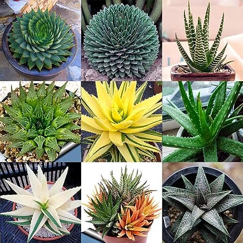 100 Stück gemischte Aloe-Vera-Samen, Kräuter-Sukkulenten-Hausgarten-Bonsai-Dekor, Kakteen- und Sukkulentensamen, Grassamen, Kräutersamen Aloe Vera Samen# von Wilitto