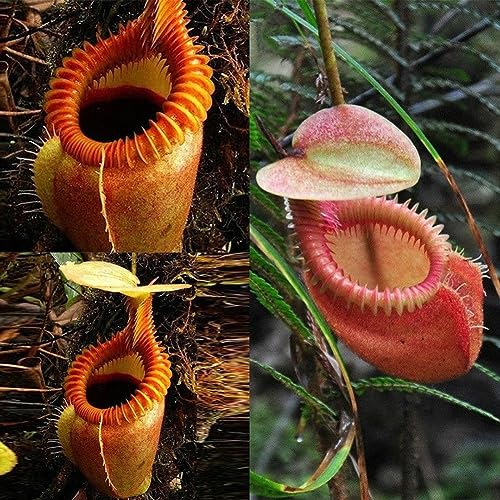 120 Stück Nepenthes Samen Garten Balkon Dach Bonsai Fleischfressende Kannenpflanzen Getreidesamen, Farnsamen, Blumensamen, Obstsamen, Baumsamen, Gemüsesamen Nepenthes-Samen von Wilitto