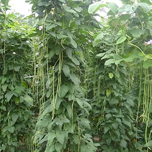 20 Teile/satz Cowpea Bean Seeds Heirloom Crops No GMO Clumping Seeds Perfekt für Garten, Hof, Hof, Park, Terrasse Green von Wilitto