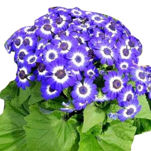 300 Stück seltene blaue Gänseblümchen-Samen, Garten, Hof, Blumen, Bonsai, Balkon, Dekoration, Kakteen- und Sukkulentensamen, Getreidesamen, Farnsamen, Blumensamen, Obstsamen, Grassamen Bellis Pere von Wilitto