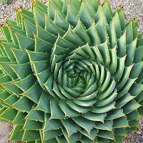 50 Stück Aloe Vera Samen, Sukkulenten, Kräuter, Büro, Haus, Garten, Bonsai, Topf, Dekor, Getreidesamen, Obstsamen, Grassamen, Kräutersamen, Sprossensamen, Baumsamen, Gemüsesamen Aloe Vera Samen# von Wilitto