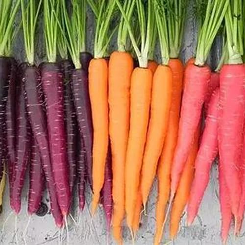 500 Stück gemischte Karottensamen, köstliche Gemüse- und Obstgarten-Bauernhofpflanzen, Getreidesamen, Farnsamen, Blumensamen, Obstsamen, Sprossensamen, Baumsamen, Gemüsesamen Karottensamen von Wilitto