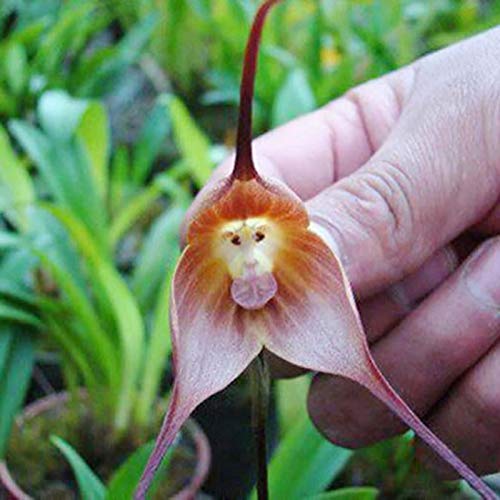 Affe Gesicht Orchideensamen 50 stücke Affe Gesicht Orchidee Samen blühen Flooring Compact Dekorative Landschaftsgestaltung Fantasie Pflanzensamen Yard Supplies Rosa von Wilitto